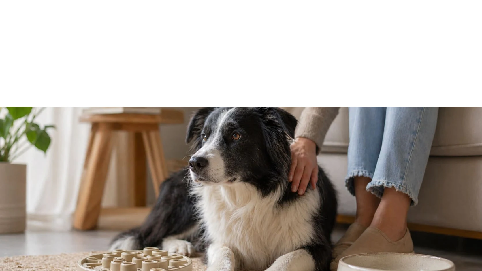 Illustrative dog wellbeing photograph